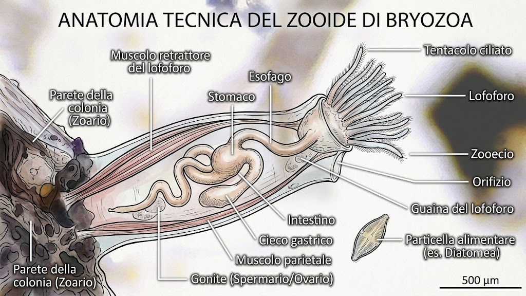 L''alieno trasparente delle nostre coste: l''Amathia verticillata